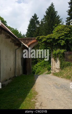 Bogen, bewachsen mit Pflanzen in der Burg Pernstejn Stockfoto