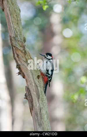 Ein Buntspecht sitzt auf einem Ast im Wald, Fairlight, Sussex, UK Stockfoto