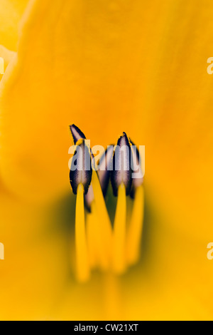 Hemerocallis 'Chicago Sunrise'. Nahaufnahme der Taglilie Staubgefäße. Stockfoto