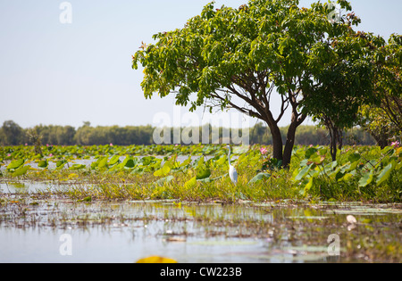 Kakadu Nationalpark, Australien Stockfoto