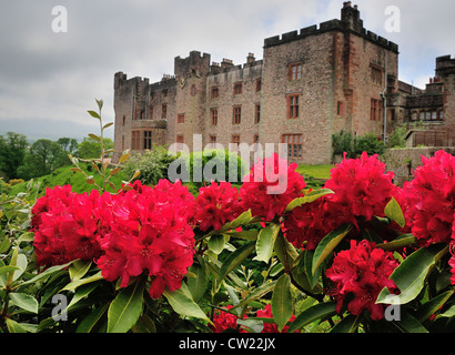 Rhododendren in Muncaster Castle im englischen Lake District Stockfoto