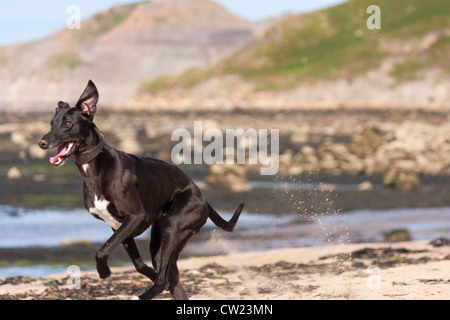 Eine schnelle Hund läuft auf dem Sand. Stockfoto