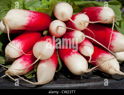 Reihe von frisch gepflückten Radieschen Stockfoto