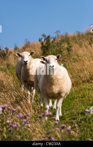 Schafe auf einem Hügel Stockfoto