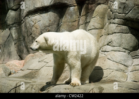 Der große männliche Eisbär der Aalborg Zoo, genießen Sie ein bisschen Sonnenschein Stockfoto