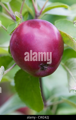 Malus Domestica "Spartan". Äpfel wachsen in einem englischen Obstgarten. Stockfoto