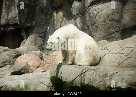 Der große männliche Eisbär der Aalborg Zoo, genießen Sie ein bisschen Sonnenschein Stockfoto