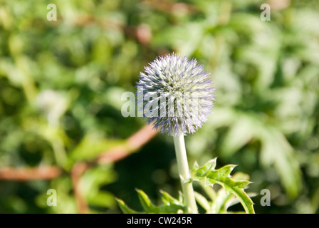 Echinops ist eine Gattung von etwa 120 Arten in der Familie der Korbblütler Asteraceae, allgemein bekannt als Globus Disteln Disteln. Stockfoto