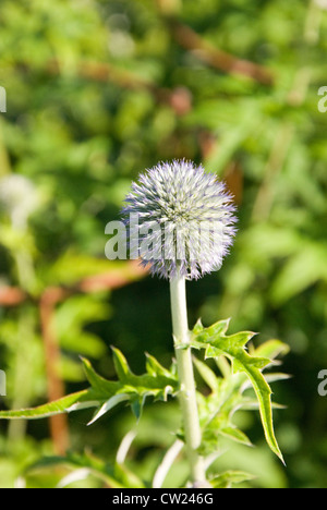 Echinops ist eine Gattung von etwa 120 Arten in der Familie der Korbblütler Asteraceae, allgemein bekannt als Globus Disteln Disteln. Stockfoto