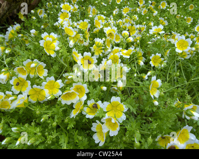 Limnanthes Douglasii (pochiertes Ei Pflanze) in Blüte Stockfoto