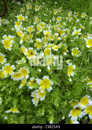 Limnanthes Douglasii (pochiertes Ei Pflanze) in Blüte Stockfoto