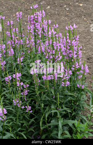 Gehorsam Pflanze oder falsche Drachenkopf, Physostegia Virginiana 'Summer Spire', Lamiaceae. USA, Nordamerika. Stockfoto