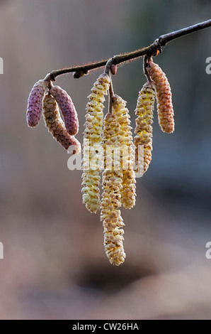 Hazel Corylus Avellana Reifen männlichen Kätzchen Stockfoto