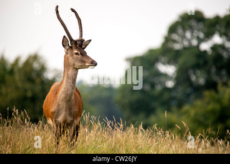 Damwild in lange Grashalme vor dem Hintergrund der Bäume Stockfoto