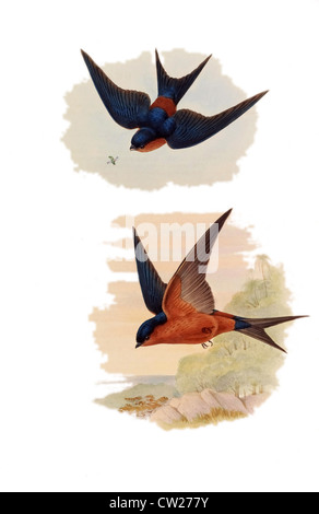 Illustration von zwei Sri Lanka Schwalben oder rot-rumped Schwalbe im Flug. Gefunden Sie im südlichen Europa, Japan, Indien und Afrika. Stockfoto