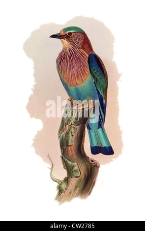 Die Indian Roller auch genannt Blue Jay, fand hauptsächlich auf dem indischen Subkontinent, aber auch aus dem Irak nach thailand Stockfoto