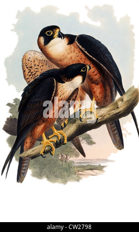 Abbildung der Shaheen Falken (Falco Peregrinus Peregrinator), auch bekannt als die indischen Wanderfalke oder Black Shaheen Stockfoto