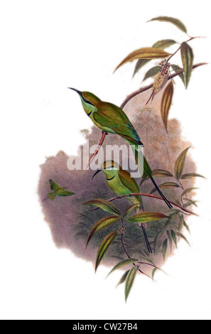 Abbildung von The Blue-throated Bienenfresser (Merops Viridis), gefunden in Asien f.i Kambodscha, China, Hong Kong, Indonesien, Laos Stockfoto