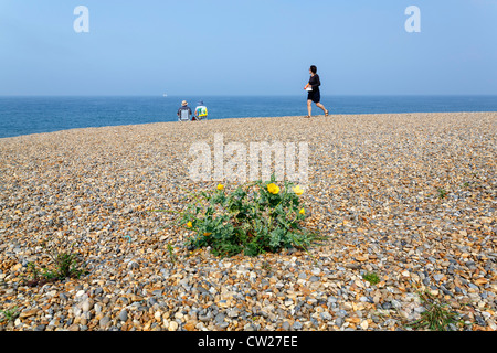 Ein Spaziergänger vorbei auf den Kiesstrand mit "gelbe poppy'in im Vordergrund Weybourne auf der"North Norfolk"Küste, UK Stockfoto