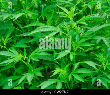 Closeup Aufnahme der grünen Cannabis-Pflanze. Stockfoto