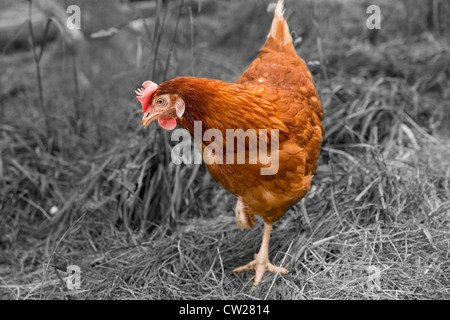 Braune Henne sucht Somethink auf grauem Hintergrund Stockfoto