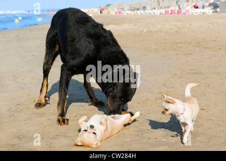 Porträt von einem süßen reinrassigen Chihuahuas und französischen Schäferhund am Strand Stockfoto