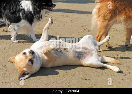 Porträt von einem niedlichen reinrassiger Chihuahua am Strand Stockfoto