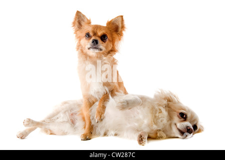 Porträt von einem süßen reinrassige Chihuahuas vor weißem Hintergrund Stockfoto