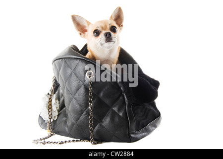 Reisetasche mit Chihuahua vor weißem Hintergrund Stockfoto