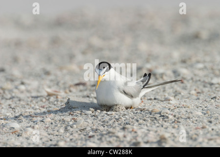 Wenigsten Tern Erwachsenen sitzen zwei Eier in den Sand am Strand in Florida Stockfoto