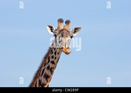 gemeinsamen Giraffe (Giraffa Plancius) Erwachsenen, Kopf und Hals vor blauem Himmel mit Blick auf die Kamera, Kenia, Ostafrika Stockfoto