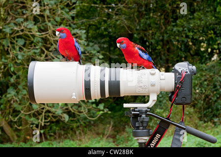 Crimson Rosella (Platycercus Elegans) zwei Erwachsene sitzen auf Canon-Kamera-Objektiv und Kamera, Queensland, Australien Stockfoto