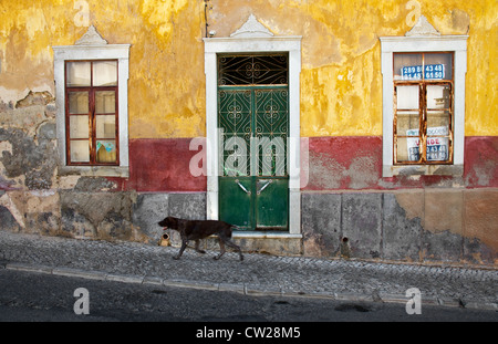 Hund, vorbei an einem heruntergekommenen Haus zum Verkauf in Stadt von Estoi, in der Nähe von Faro, Algarve, Portugal Stockfoto