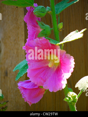 Rosa Stockrosen blühen Stockfoto