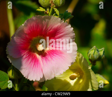 Nahaufnahme von bunten rosa und gelbe Stockrose Blumen in voller Blüte Stockfoto