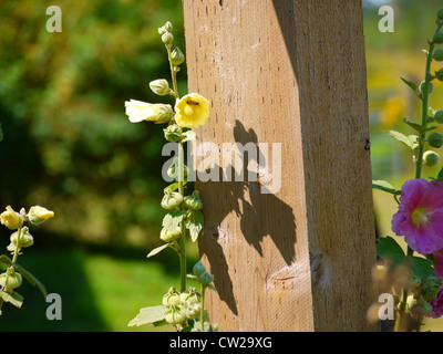 Biene im Inneren eine gelbe Stockrose-Blüte Stockfoto