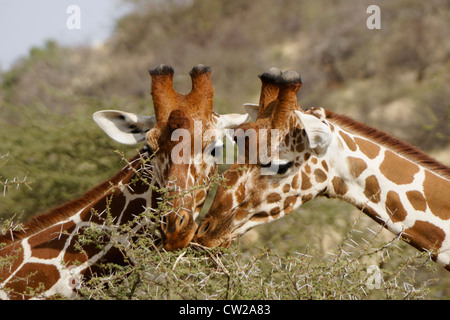 Netzartige Giraffen füttern auf dornigen Akazien, Samburu, Kenia Stockfoto