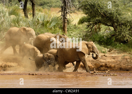 Elefantenherde hetzen zu trinken aus dem (Uaso) Uaso Nyiro Fluss, Samburu, Kenia Stockfoto