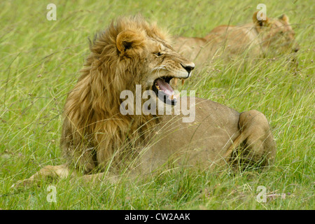 Männlichen afrikanischen Löwen machen Flehman Gesicht, Masai Mara, Kenia Stockfoto