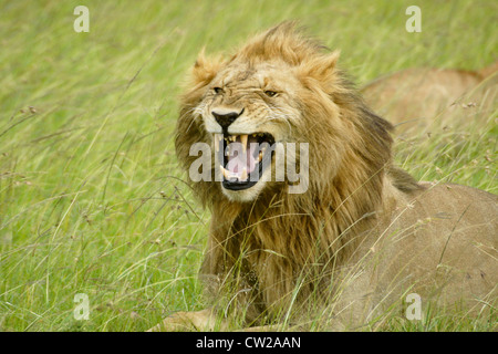 Männlichen afrikanischen Löwen machen Flehman Gesicht, Masai Mara, Kenia Stockfoto