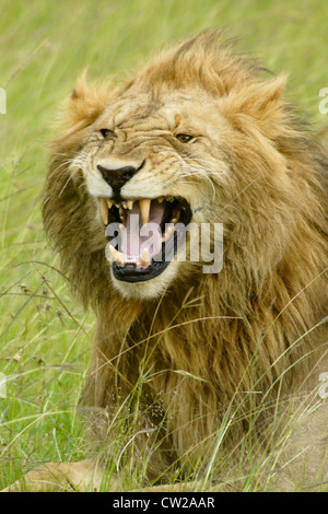 Männlichen afrikanischen Löwen machen Flehman Gesicht, Masai Mara, Kenia Stockfoto