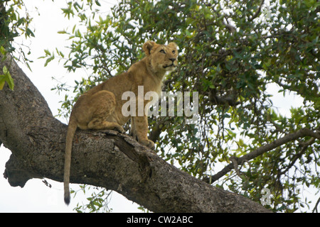 Löwenjunges (Moja) sitzt im Baum, Masai Mara, Kenia Stockfoto
