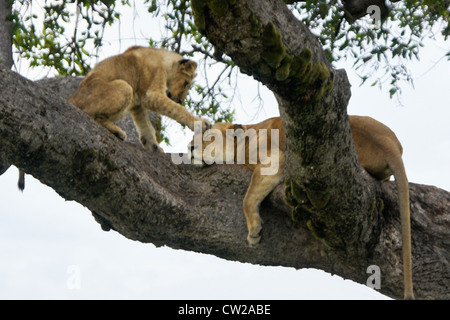 Löwin (Tamu oder Nyota) und Cub (Moja) im Baum, Masai Mara, Kenia Stockfoto
