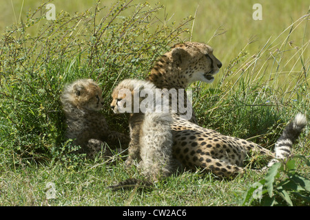 Geparden und jungen ruhen im Busch, Masai Mara, Kenia Stockfoto