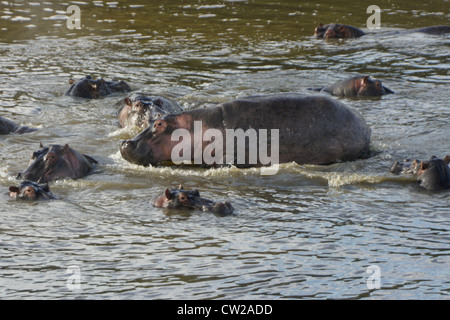 Flusspferde im Mara River, Masai Mara, Kenia Stockfoto