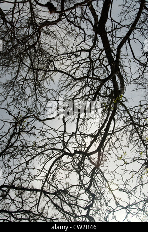 Silhouette der Zweige gegen weißen Himmel - bildende Kunst-Bild Stockfoto