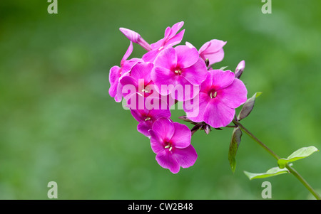 Blühende hell rosa Phlox Blumen in einem Garten Stockfoto