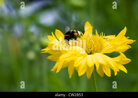 Bombus Terrestris Fütterung auf Coreopsis Grandiflora. Stockfoto