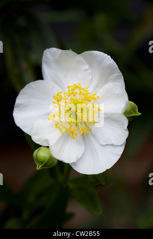 Carpenteria Californica Blume. Stockfoto