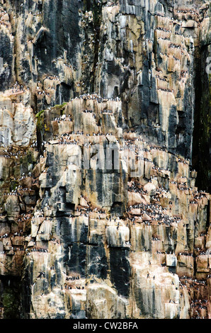 Trottellummen Svalbard Norwegen Arctic Circle schwarz Stockfoto